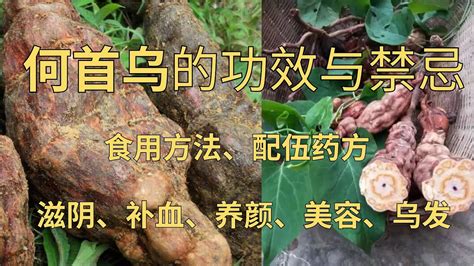 生首禁忌|何首乌的配伍、禁忌－中药全书